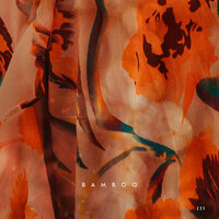 Lads - Cedar