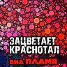 Зацветает краснотал