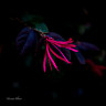 Nascent Flower