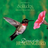 Dance of the Hummingbird