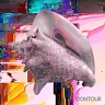 Contour
