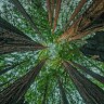 slenderbodies